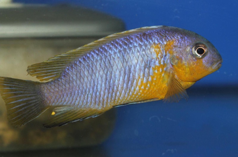 Tropheops sp. 'mauve yellow' Mara Rocks